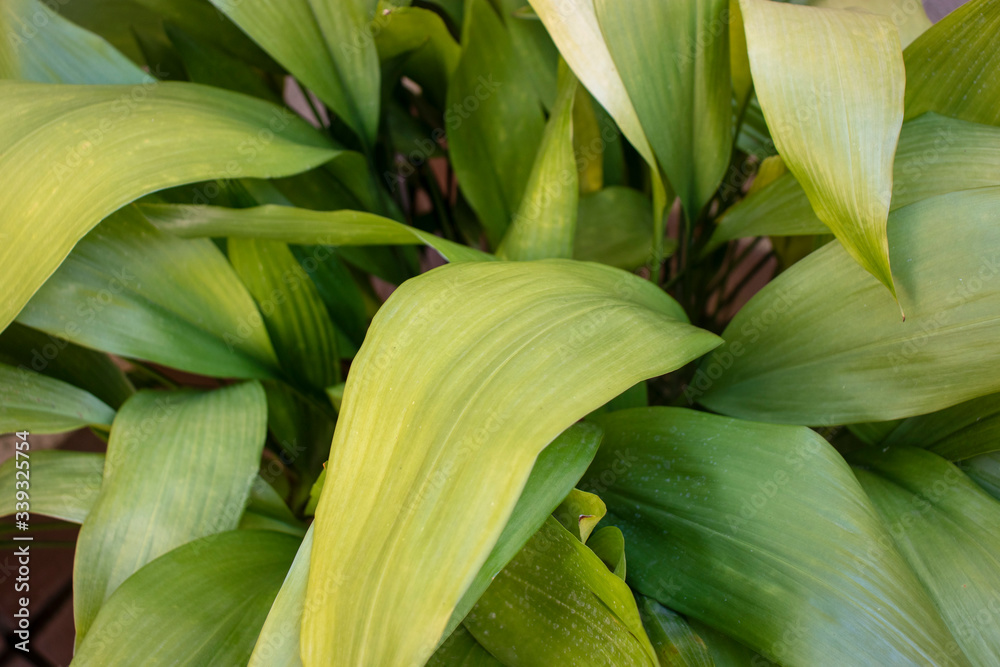 Obraz premium Pilistra