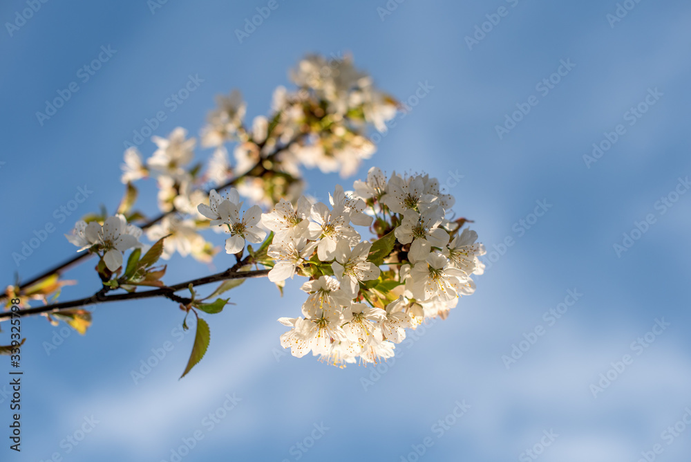 Kirschbaumblüte weiß mit natürlichem Hintergrund mit Abendlichen Sonnenlicht