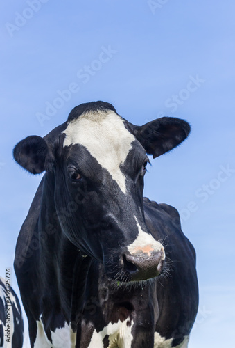 Portrait of a black and white cow in The Netherlands