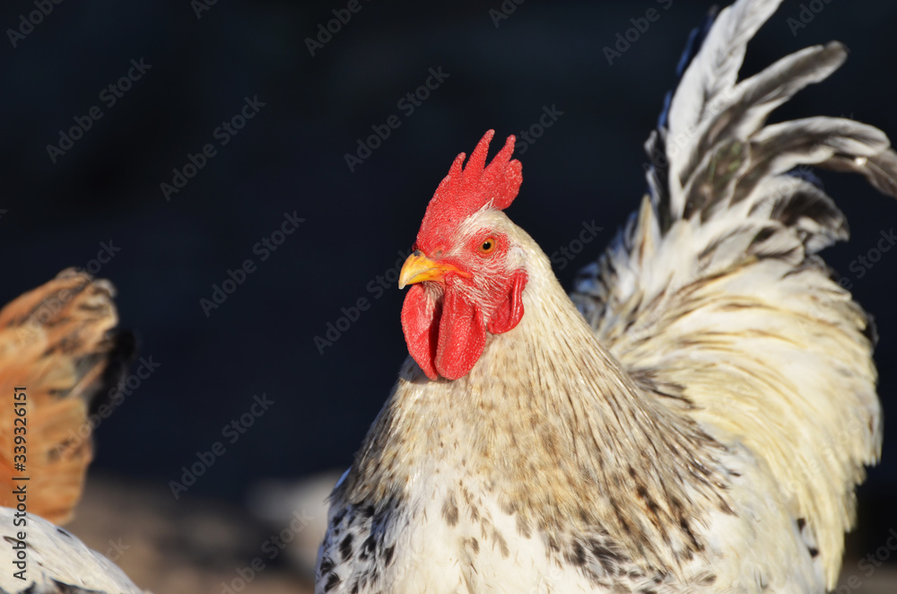 Fototapeta premium Cute rooster outdoors, farming photo