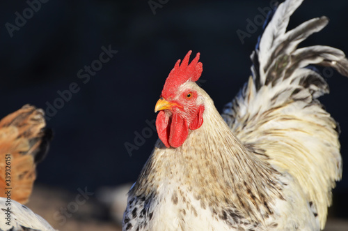 Cute rooster outdoors, farming photo
