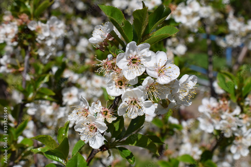 Prunus avium