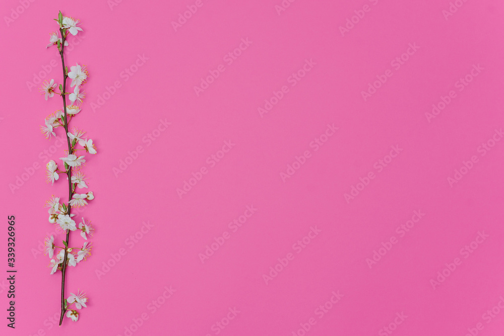 Beautiful gentle spring twigs with white flowers on a pink background top view flat lay with space for text. Greeting card with delicate flowers Pink floral background. Beautiful gentle spring twigs with white flowers on a pink background top view flat lay with space for text. Greeting card with delicate flowers Pink floral background.