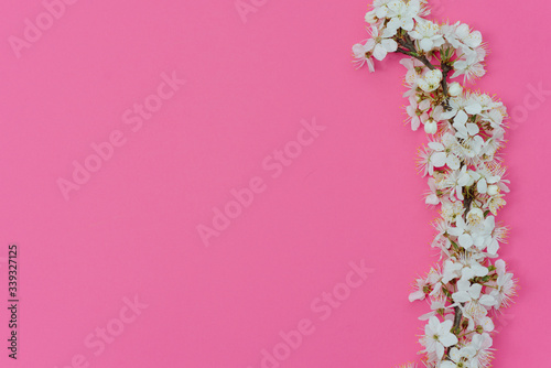 photo of spring white cherry blossom tree on pink background. View from above, flat lay, copy space. Spring and summer background. photo