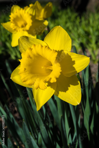 Yellow Blossom Of A Sunlit Daffodil In Spring
