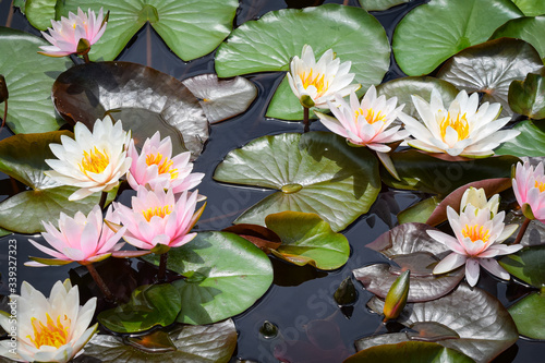 Pink Water Lily Blooming over Pond with Lily Pads