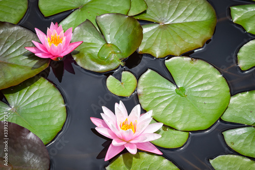 Photos Pink Water Lily Blooming over Pond with Lily Pads