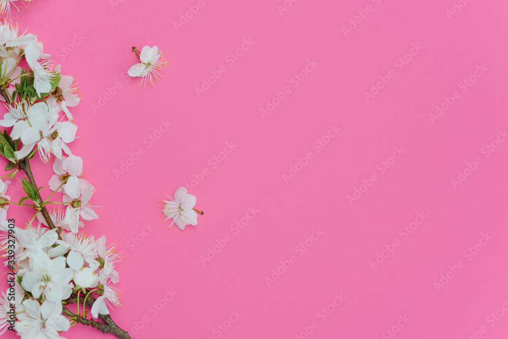 Beautiful gentle spring twigs with white flowers on a pink background top view flat lay with space for text. Greeting card with delicate flowers Pink floral background.