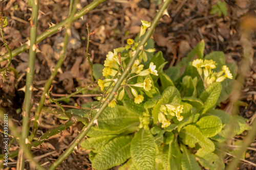 Hellebore flower in yellow with spotted centre