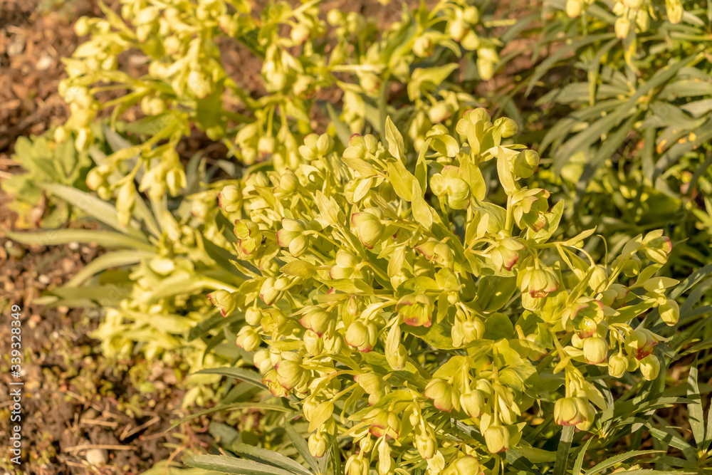 Hellebore flower in yellow with spotted centre Hellebore flower in yellow with spotted centre