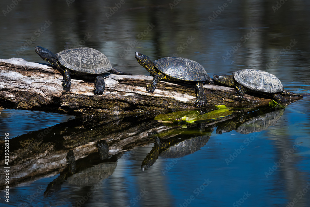 Obraz premium Group Of European Pond Terrapin Water Turtles Sunbathing On A Tree In The Danube Wetland National Park in Austria