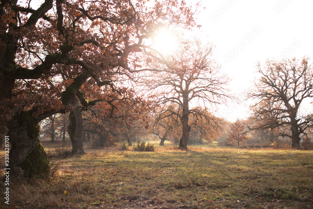 big old oak tree with hole and autumn leaves on meadow big old oak tree with hole and autumn leaves on meadow
