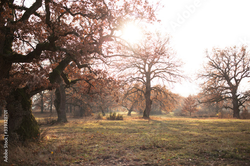 big old oak tree with hole and autumn leaves on meadow 