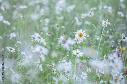 A spring meadow after the rain - daisies and grasses with drops