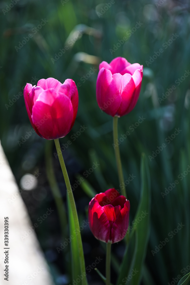 Colorful Tulips in Garden. Beautiful bokeh. Colorful Tulips in Garden. Beautiful bokeh.