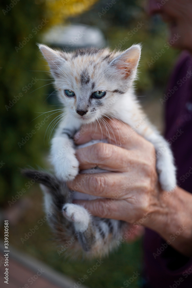 old woman's hand holding lovely blue eyed kitten on green background old woman's hand holding lovely blue eyed kitten on green background