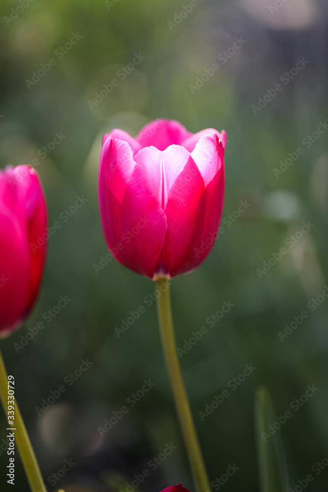 Fototapeta premium Colorful Tulips in Garden. Beautiful bokeh.