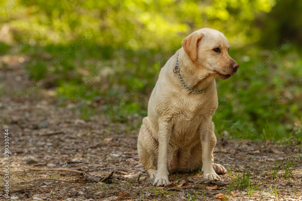 Beautiful Labrador female along a mountain trail