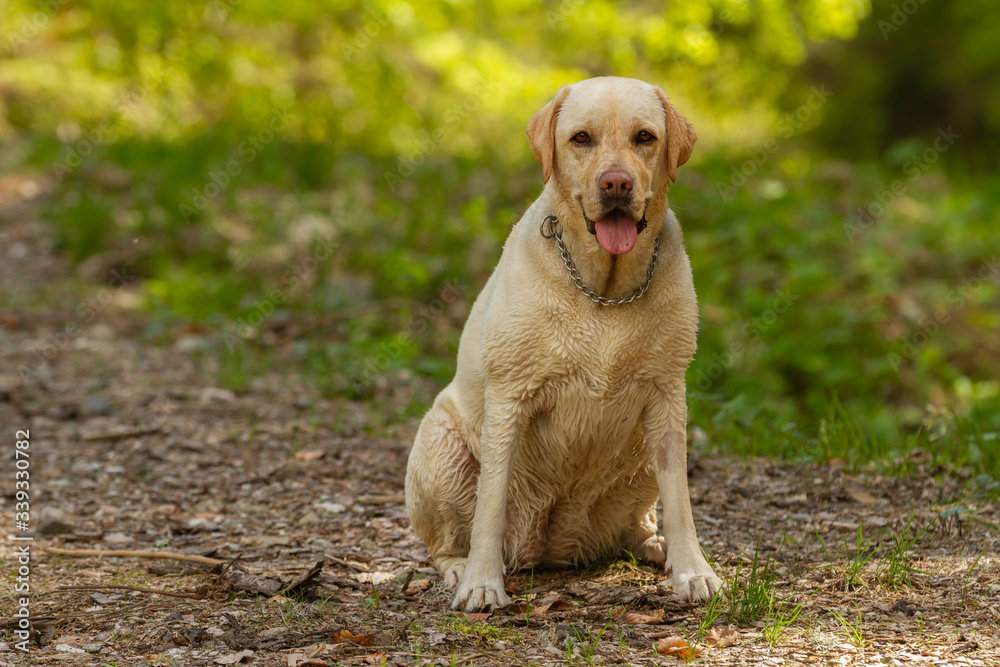 Beautiful Labrador female along a mountain trail Beautiful Labrador female along a mountain trail