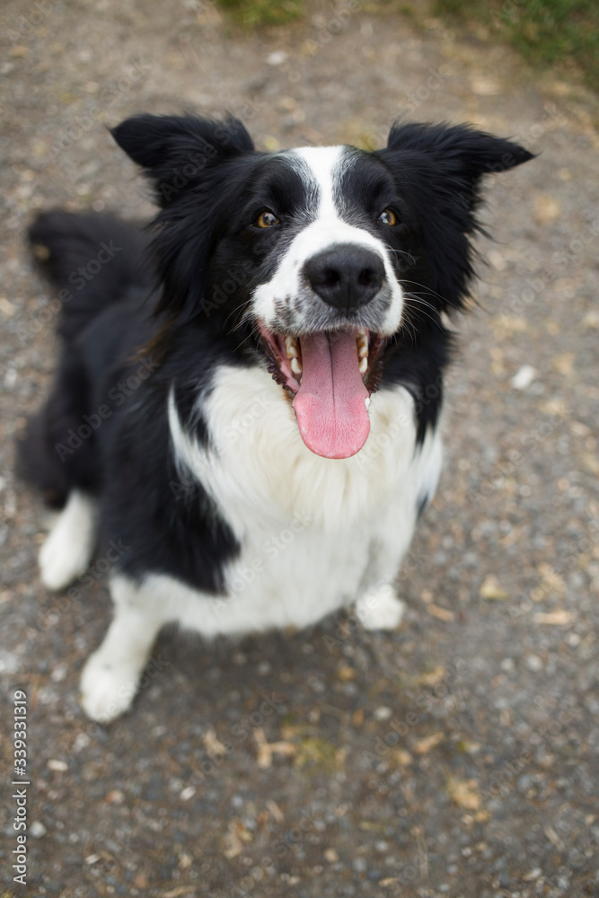 Happy dog Border Collie looking up portrait with open mouth and tongue out sitting on path in park Happy dog Border Collie looking up portrait with open mouth and tongue out sitting on path in park
