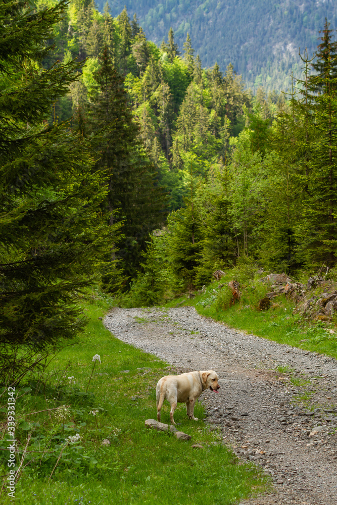 Fototapeta premium Beautiful pine trees along an alpine trail (East Alps, Italy)