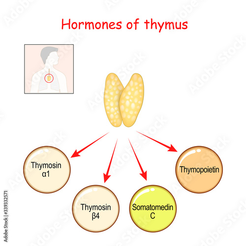Hormones produced by the Thymus gland.