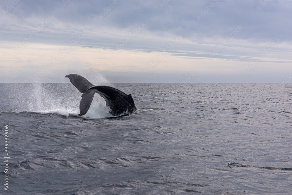 Fototapeta premium Tale of the whale diving deep