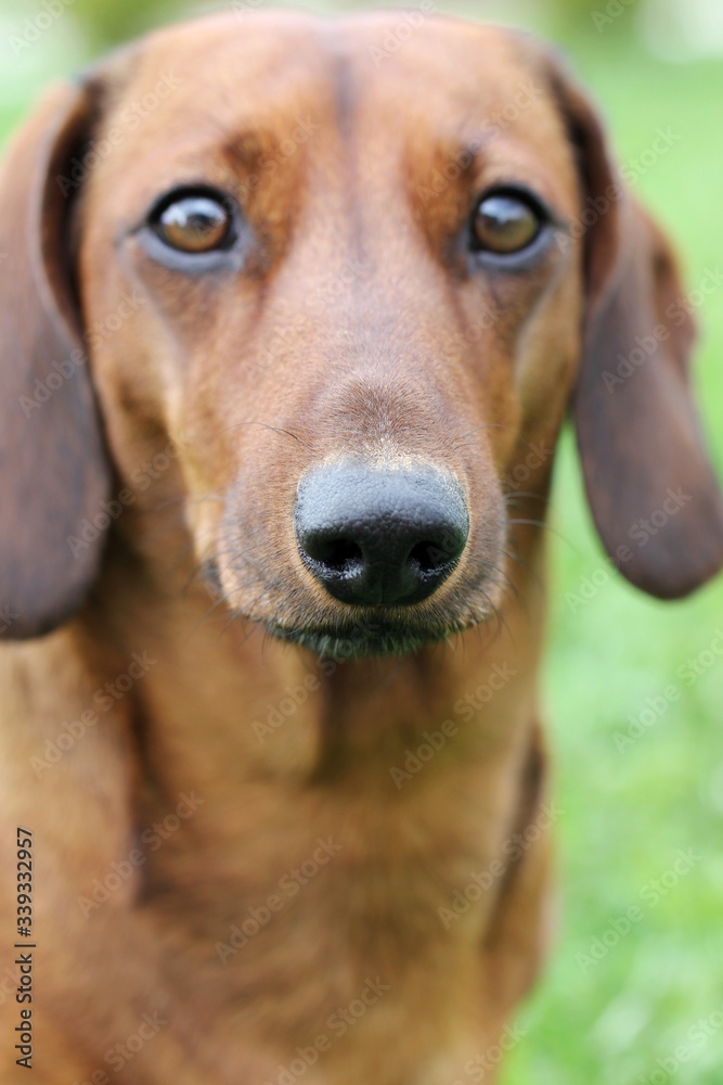 The black nose of a Dachshund playing in the garden
