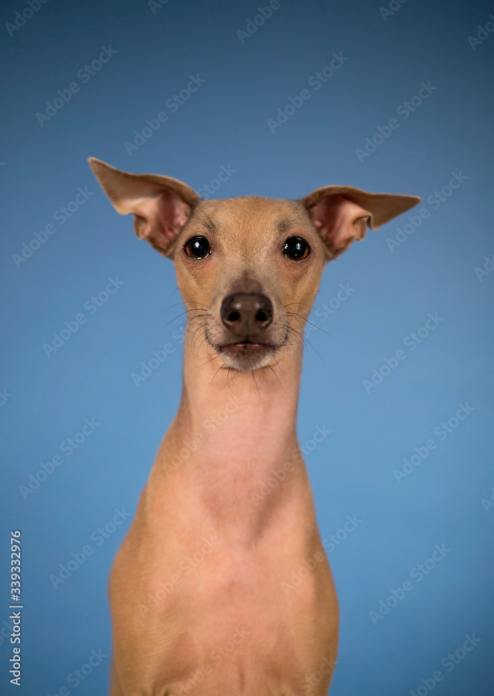 Adorable brown dog Italian greyhound portrait on dark blue background 