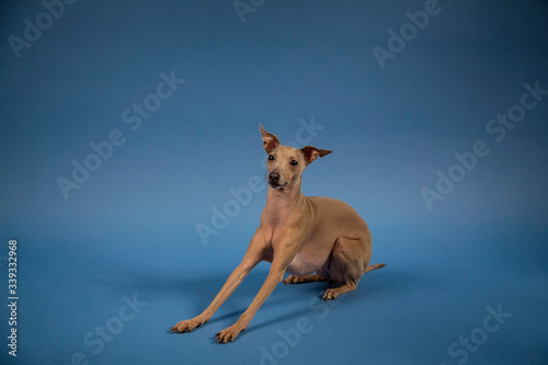 Fototapeta Naklejka Na Ścianę i Meble -  Adorable brown dog Italian greyhound portrait on dark blue background 