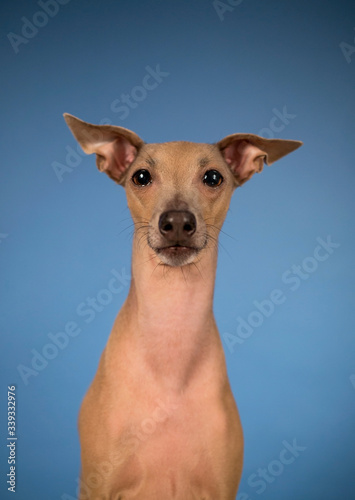 Adorable brown dog Italian greyhound portrait on dark blue background  © Helga