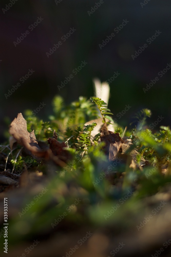 macro shot of ferns beginning to grow