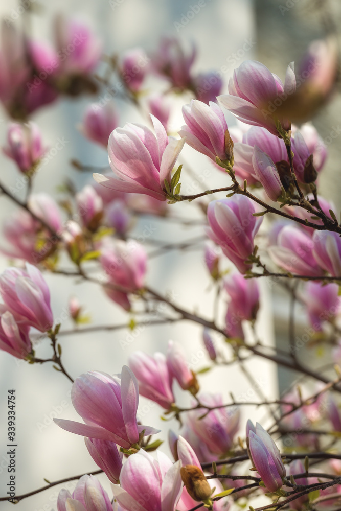 Beautiful pink Magnolia soulangeana flowers on a tree. Magnolia scented blooms with Tulip-like flowers in the spring garden. Blooming Magnolia Tulip Tree.