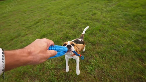 Man play with funny beagle, tug toy then rise hand and spin dog around, playful doggy fly over ground, then land and win roughhousing battle. POV camera from owner perspective photo