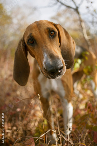 adorable poitevin hound portrait on autumn background 