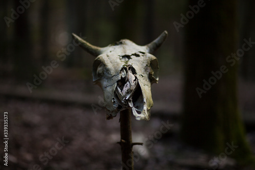 skull of a cow in the forest,apocalyptic concept , death of the world © Jane