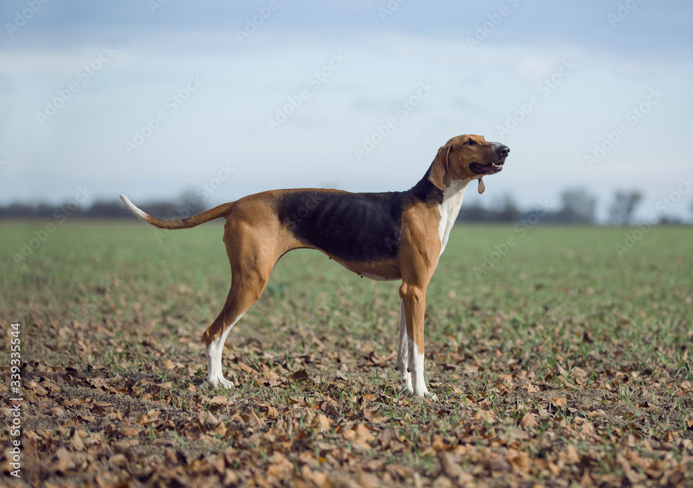 beautiful poitevin hunting scent dog running in autumn forest beautiful poitevin hunting scent dog running in autumn forest