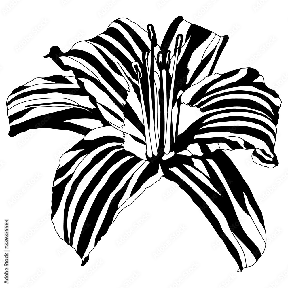 Obraz Black and white striped hand-drawn vector illustration flower