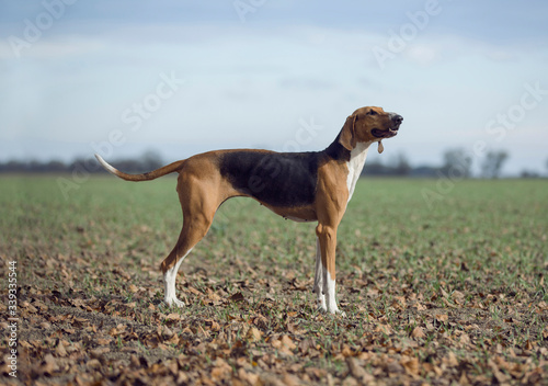 beautiful poitevin hunting scent dog running in autumn forest