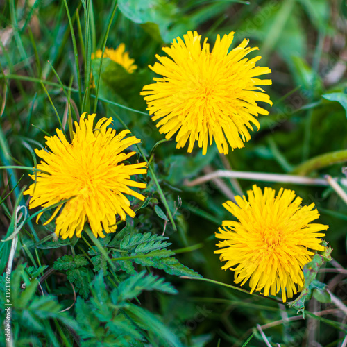 yellow dandelion flower