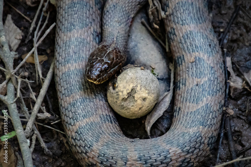Banded Water-snake closeup on mud flats in wildlife sanctuary in Roswell Georgia.
