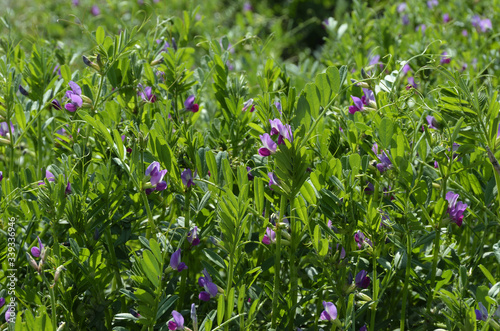 Wallpaper Mural カラスノエンドウ Torontodigital.ca