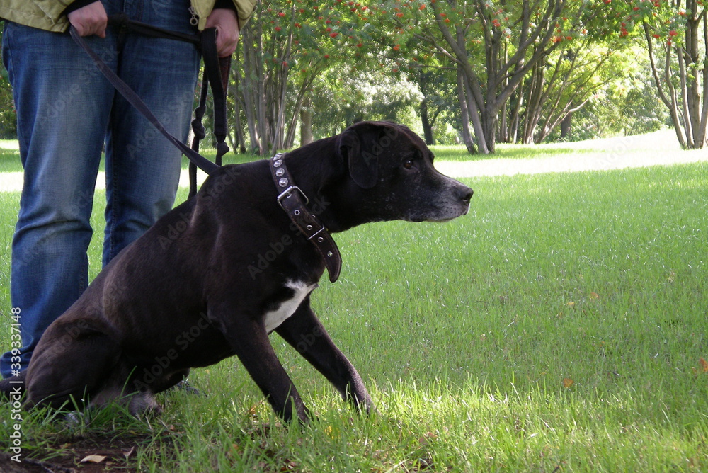 Black aged thoroughbred pit bull at the walking. Concepts of walking with pets. Animals theme. Coronavirus pandemic lifestyles. Black aged thoroughbred pit bull at the walking. Concepts of walking with pets. Animals theme. Coronavirus pandemic lifestyles.