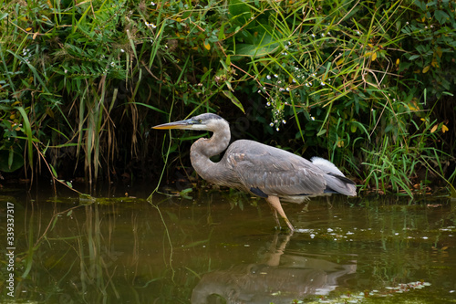 Great Blue Heron fishing in Lake Acworth in Georgia.