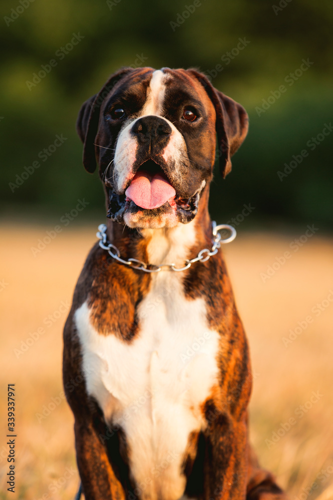 sitting brown dog boxer with open mouth and tongue out portrait sitting brown dog boxer with open mouth and tongue out portrait