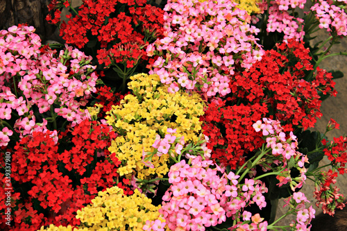 Flores coloridas © Denise Miller