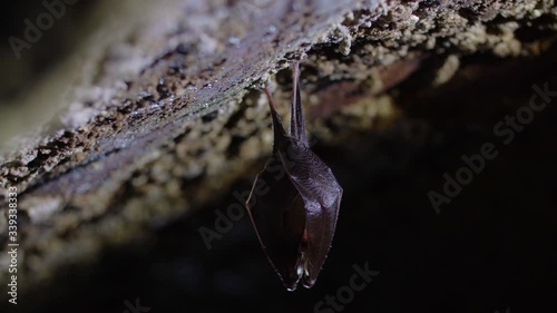 Close up small sleeping lesser horseshoe bat covered by wings, hanging upside down on top of cold arched brick cellar and hibernate. Creative wildlife