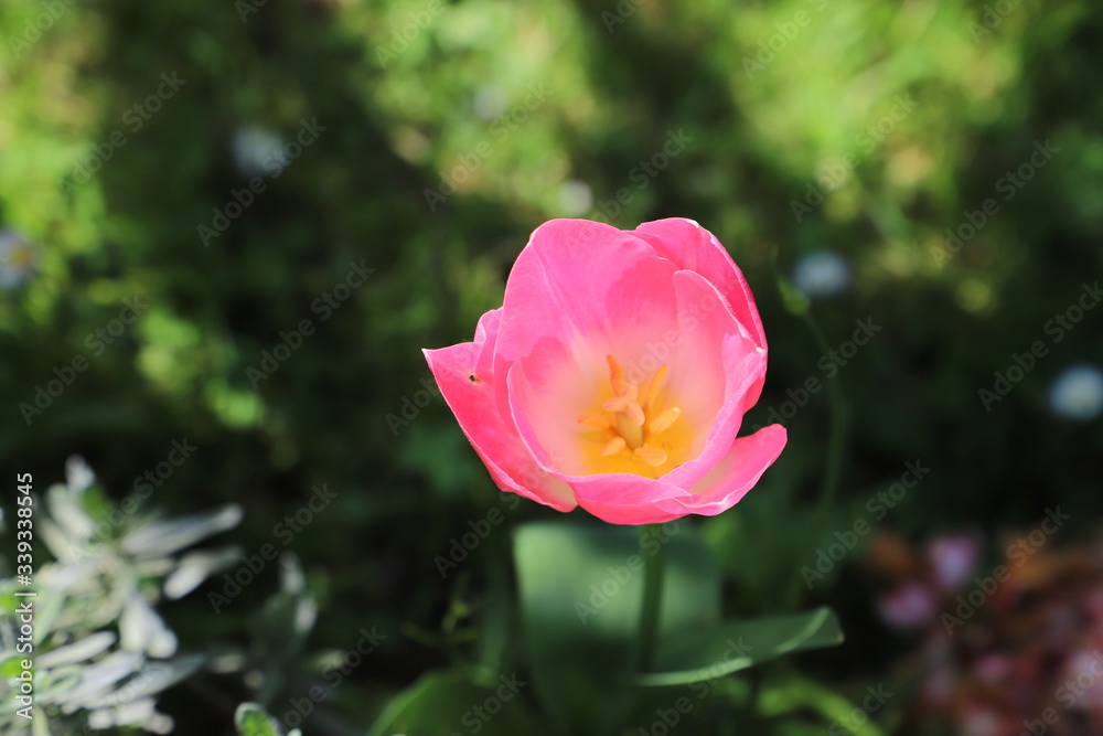 paysage de printemps tulipe rose orangé
