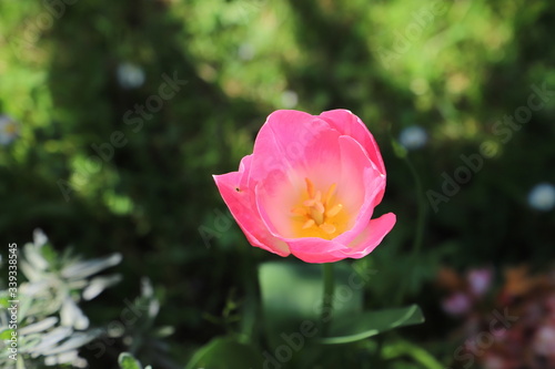 paysage de printemps tulipe rose orang  