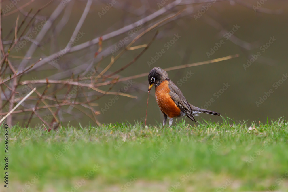 American Robin pulling an earthworm out of the green grass to feed on. American Robin pulling an earthworm out of the green grass to feed on.